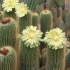 Notocactus_eninghausii